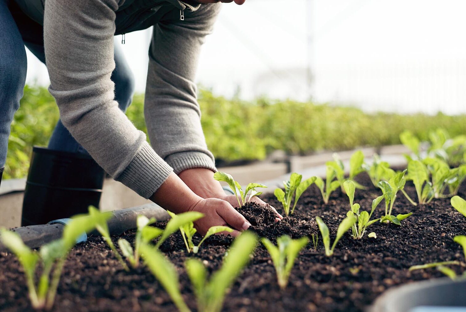 Farmer hands, plants and farming with soil for sustainability, eco friendly business and vegetables growth in agriculture. Person zoom with sprout, fertilizer and green leaves of greenhouse gardening