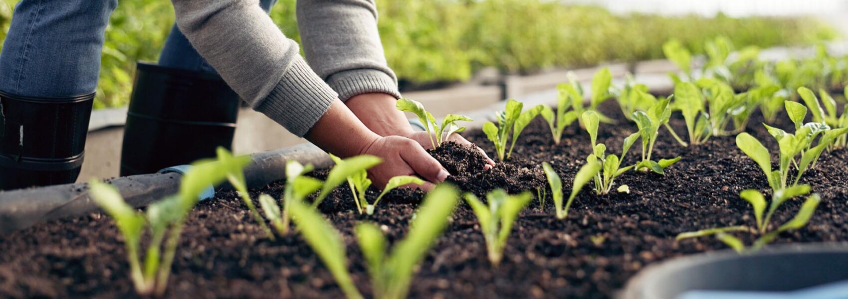 Farmer hands, plants and farming with soil for sustainability, eco friendly business and vegetables growth in agriculture. Person zoom with sprout, fertilizer and green leaves of greenhouse gardening